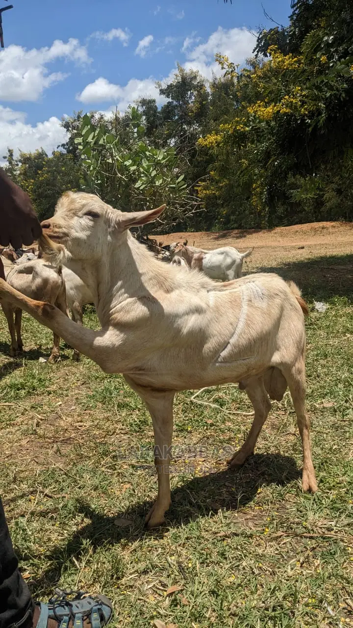  Goat Lovers – Get Your Goats Here! 