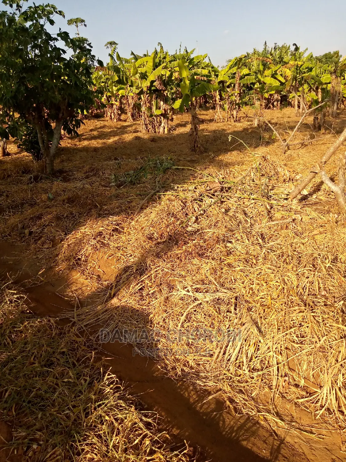 Jipatie Mashamba Bora Kwa Bei Rahisi Mno Acre Moja 150000