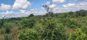 Shamba La Ekari 200 Linauzwa Kiwangwa Bagamoyo