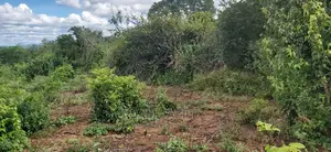 Shamba La Ekari 200 Linauzwa Kiwangwa Bagamoyo