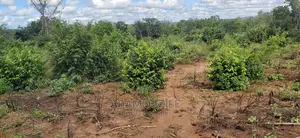 Shamba La Ekari 200 Linauzwa Kiwangwa Bagamoyo