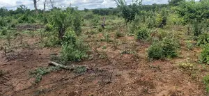 Shamba La Ekari 200 Linauzwa Kiwangwa Bagamoyo