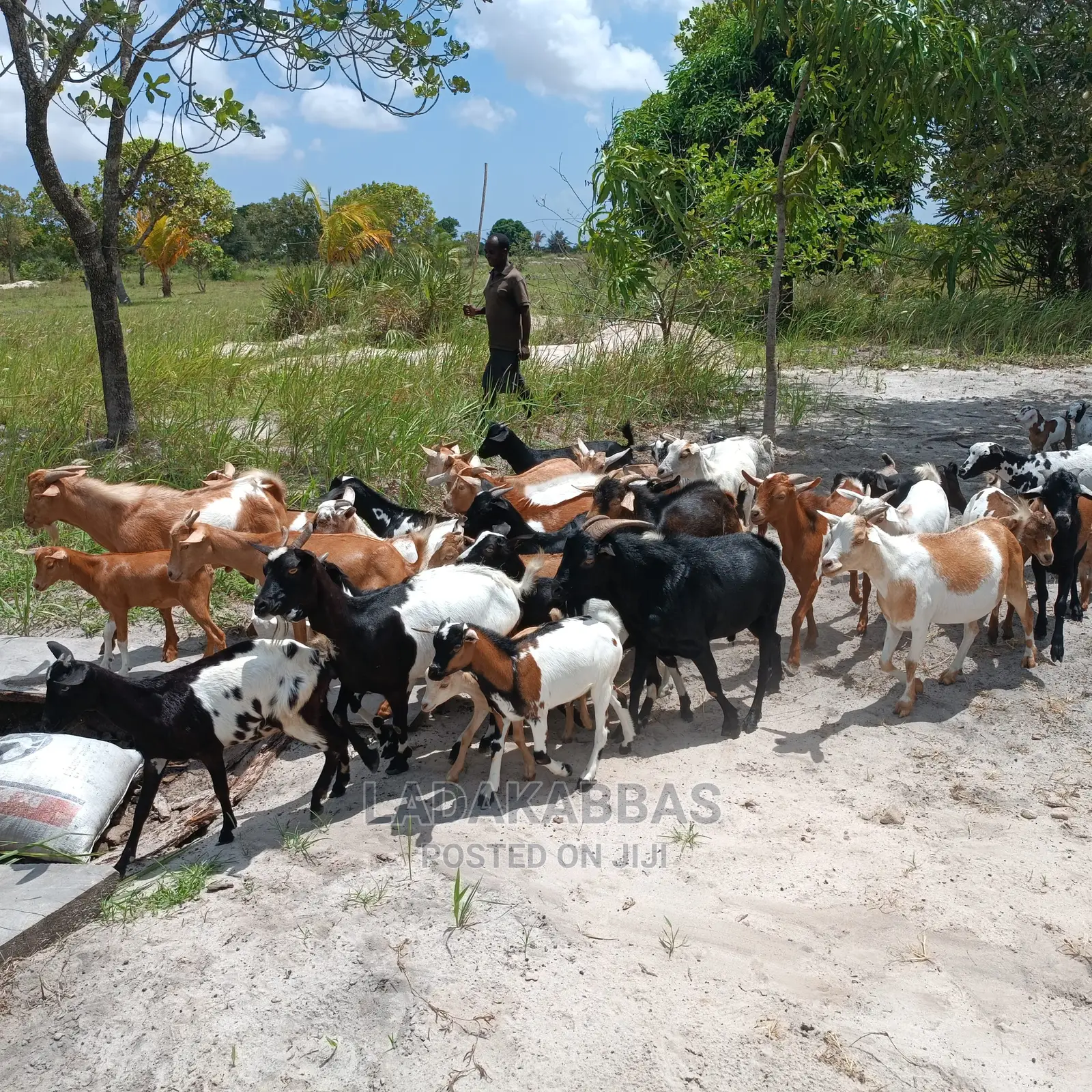 Goats for Sales