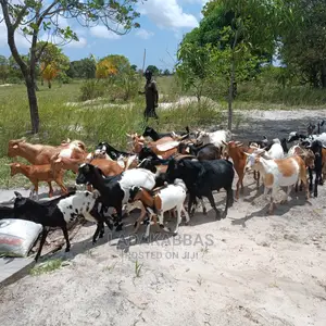 Goats for Sales