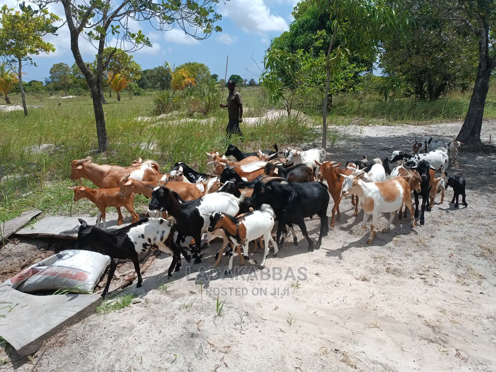 Goats for Sales