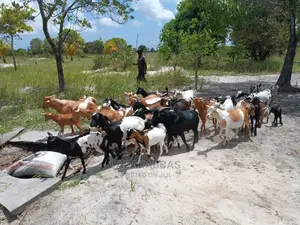 Goats for Sales
