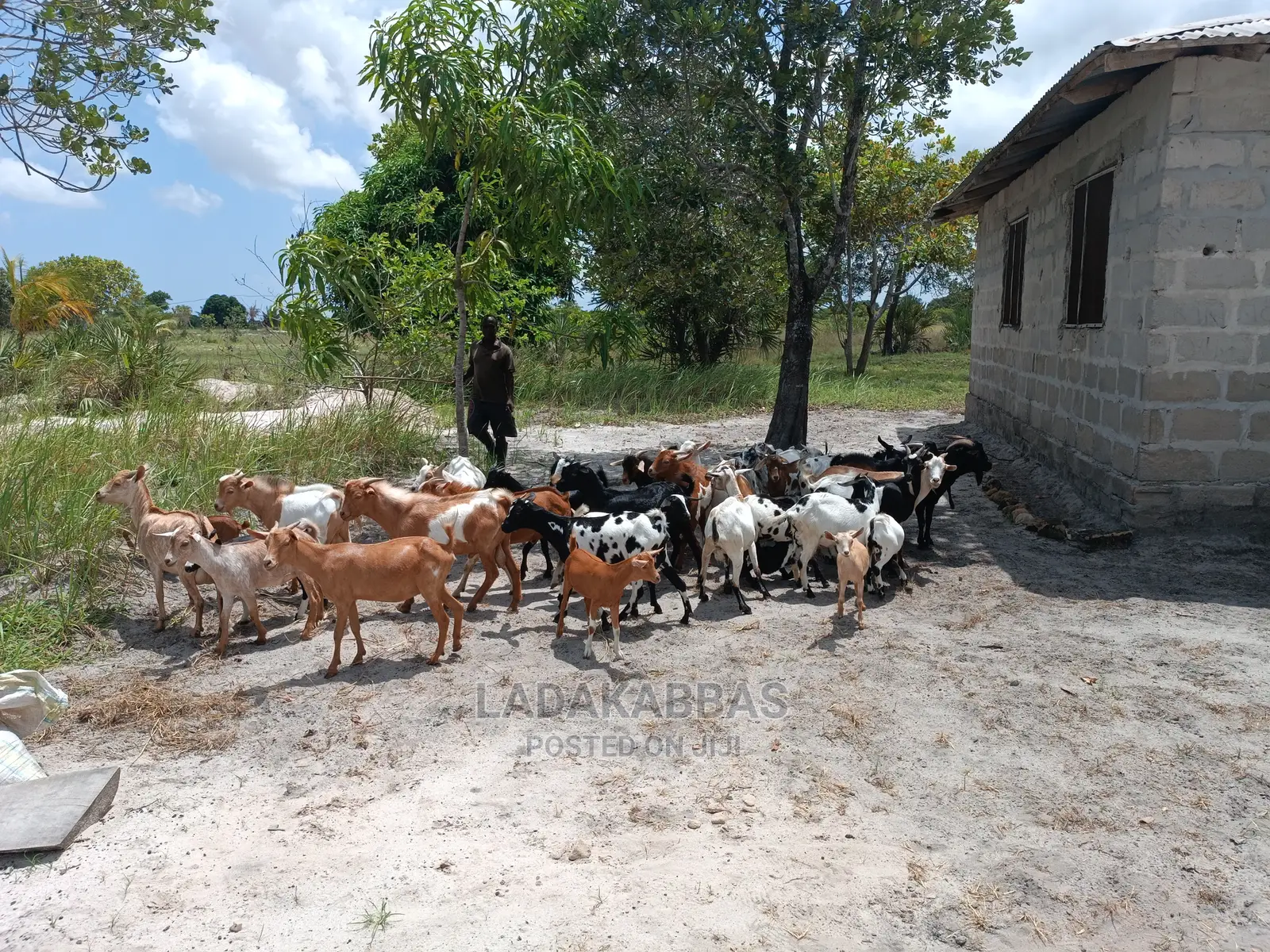 Goats for Sales