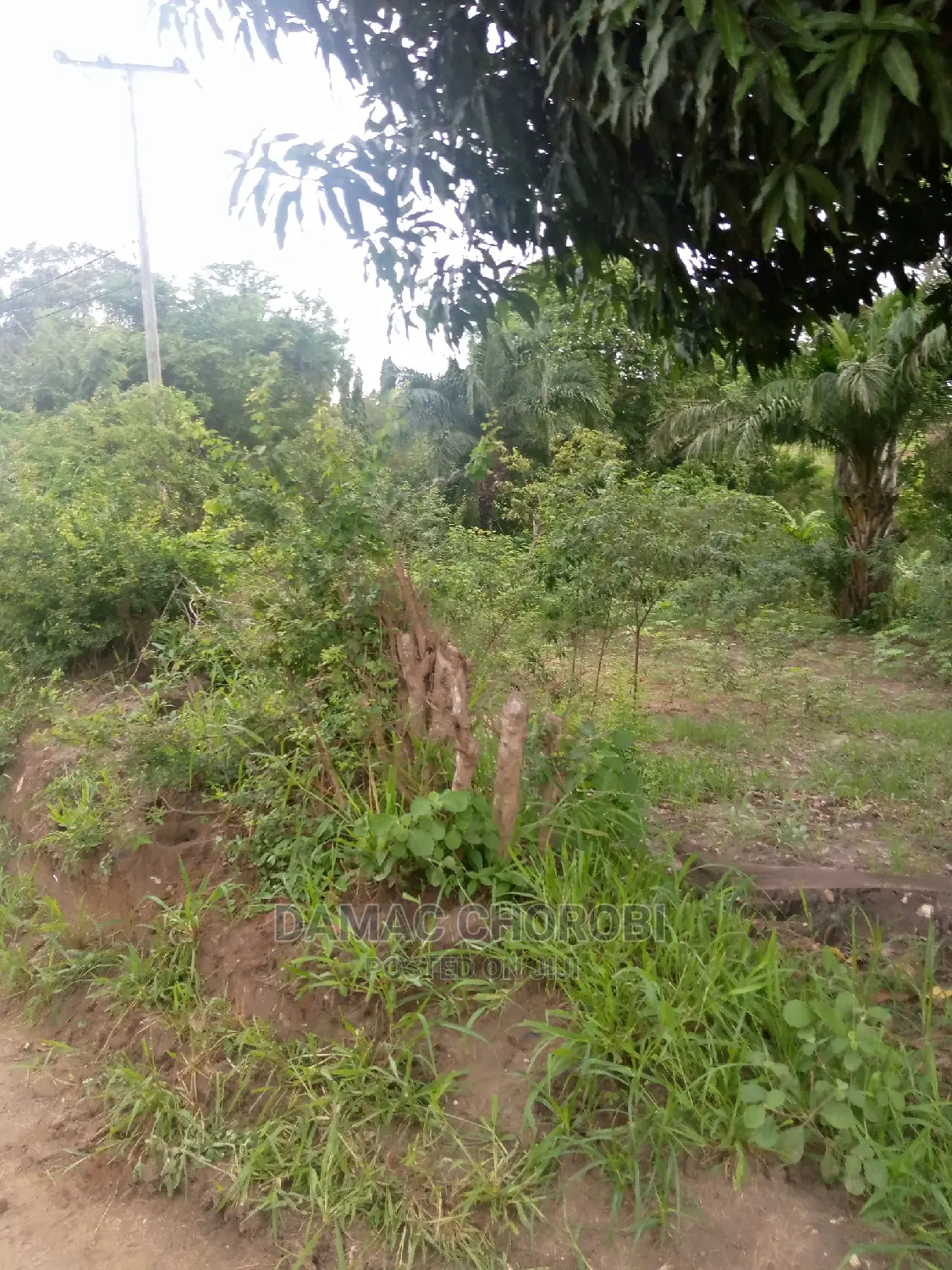 Shamba Kuwa Acre 1500 for Sale Iringa Farmhouse