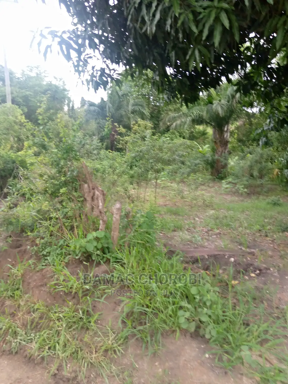 Shamba Kuwa Acre 1500 for Sale Iringa Farmhouse