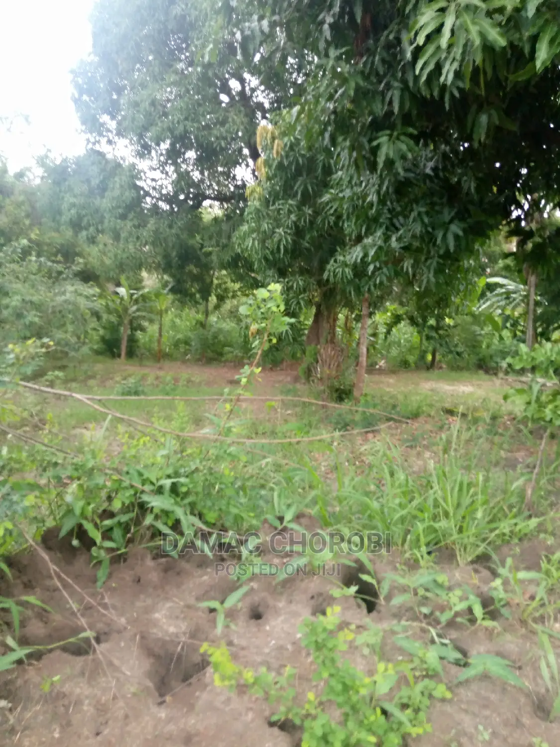 Shamba Kuwa Acre 1500 for Sale Iringa Farmhouse
