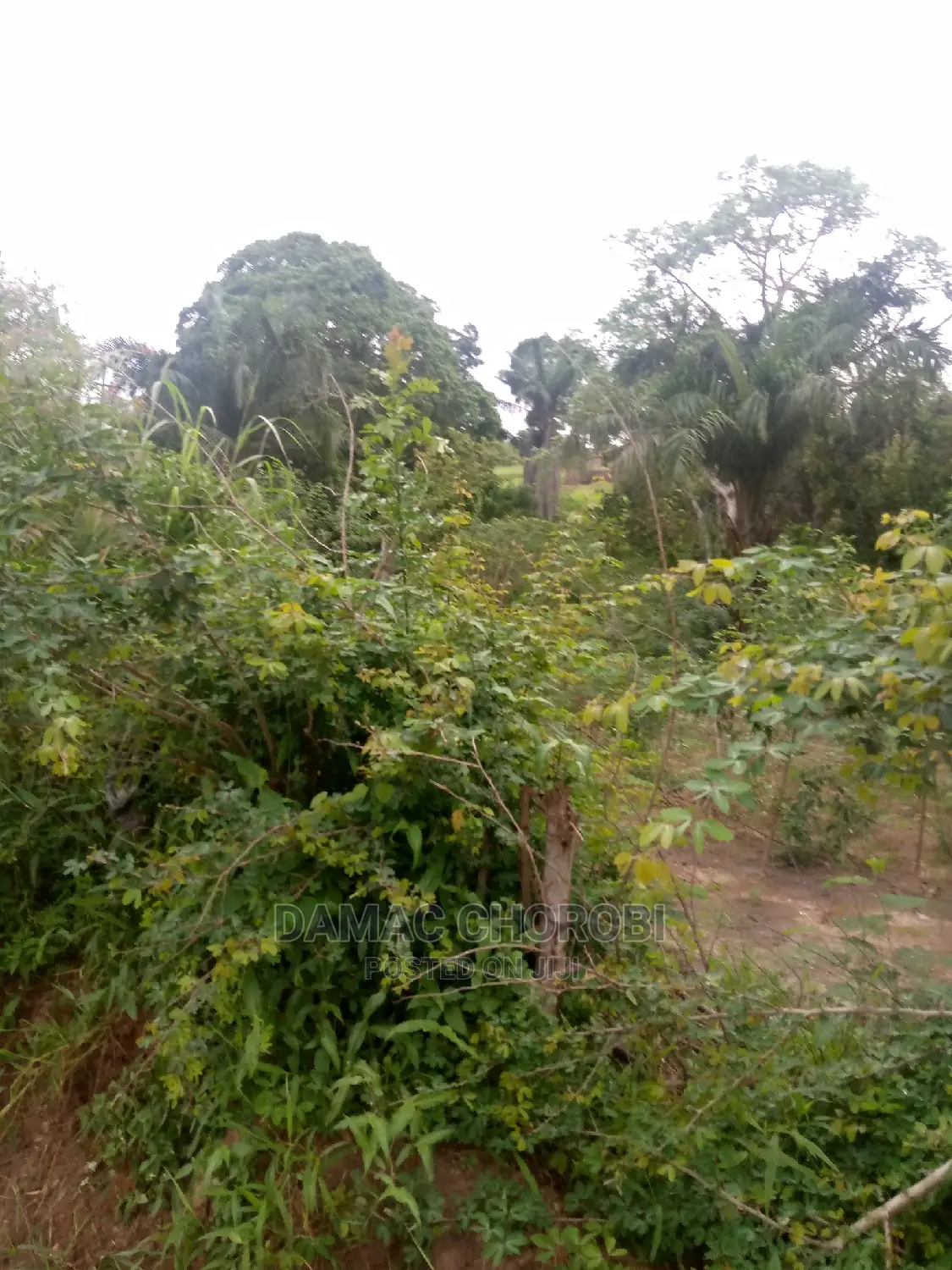 Shamba Kuwa Acre 1500 for Sale Iringa Farmhouse