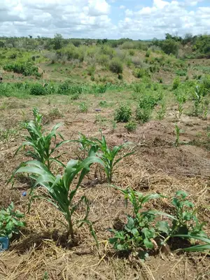 Shamba La Ekari 50 Linauzwa Bago Kiwangwa
