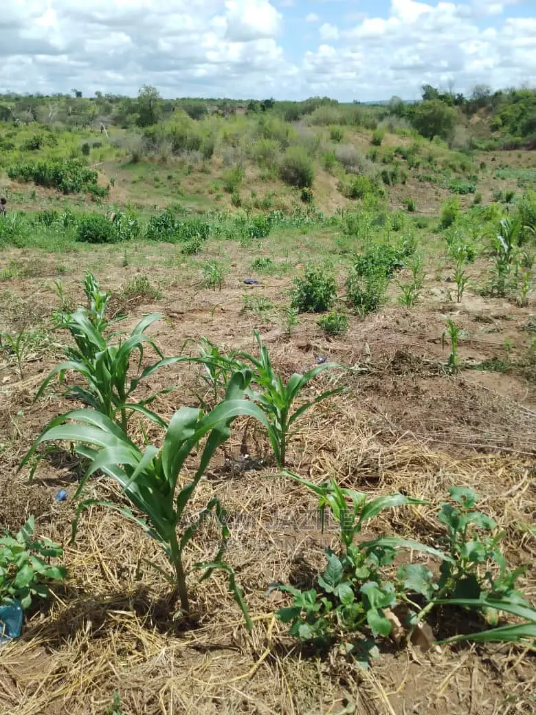 Shamba La Ekari 50 Linauzwa Bago Kiwangwa