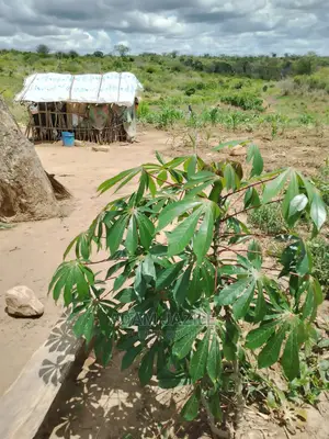Shamba La Ekari 50 Linauzwa Bago Kiwangwa