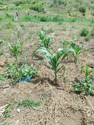 Shamba La Ekari 50 Linauzwa Bago Kiwangwa