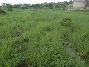 Kiwanja Kinauzwa
