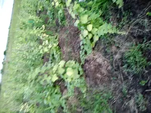 Shamba Linauzwa Ruvu Milo