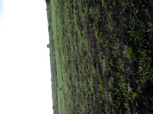 Shamba Linauzwa Ruvu Milo