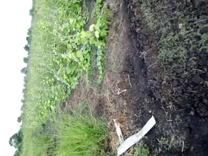 Shamba Linauzwa Ruvu Milo