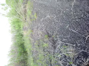Shamba Linauzwa Ruvu Milo