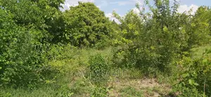 Shamba La Ekari 300 Linauzwa Kiwangwa