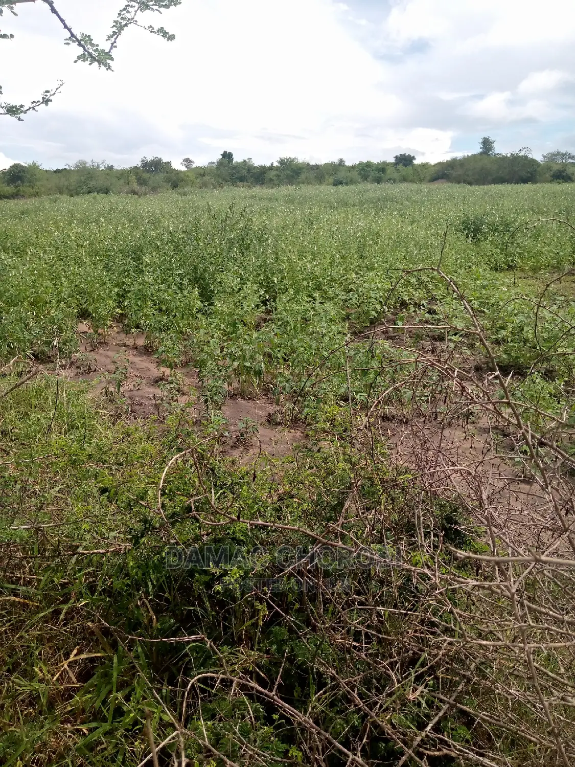 Mashamba Bora Acre 5 Kwa Milion 1 Tu Wahi Sasa Mvua
