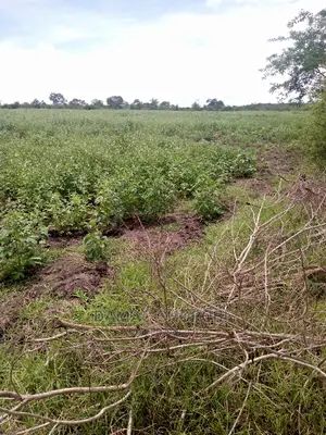 Mashamba Bora Acre 5 Kwa Milion 1 Tu Wahi Sasa Mvua