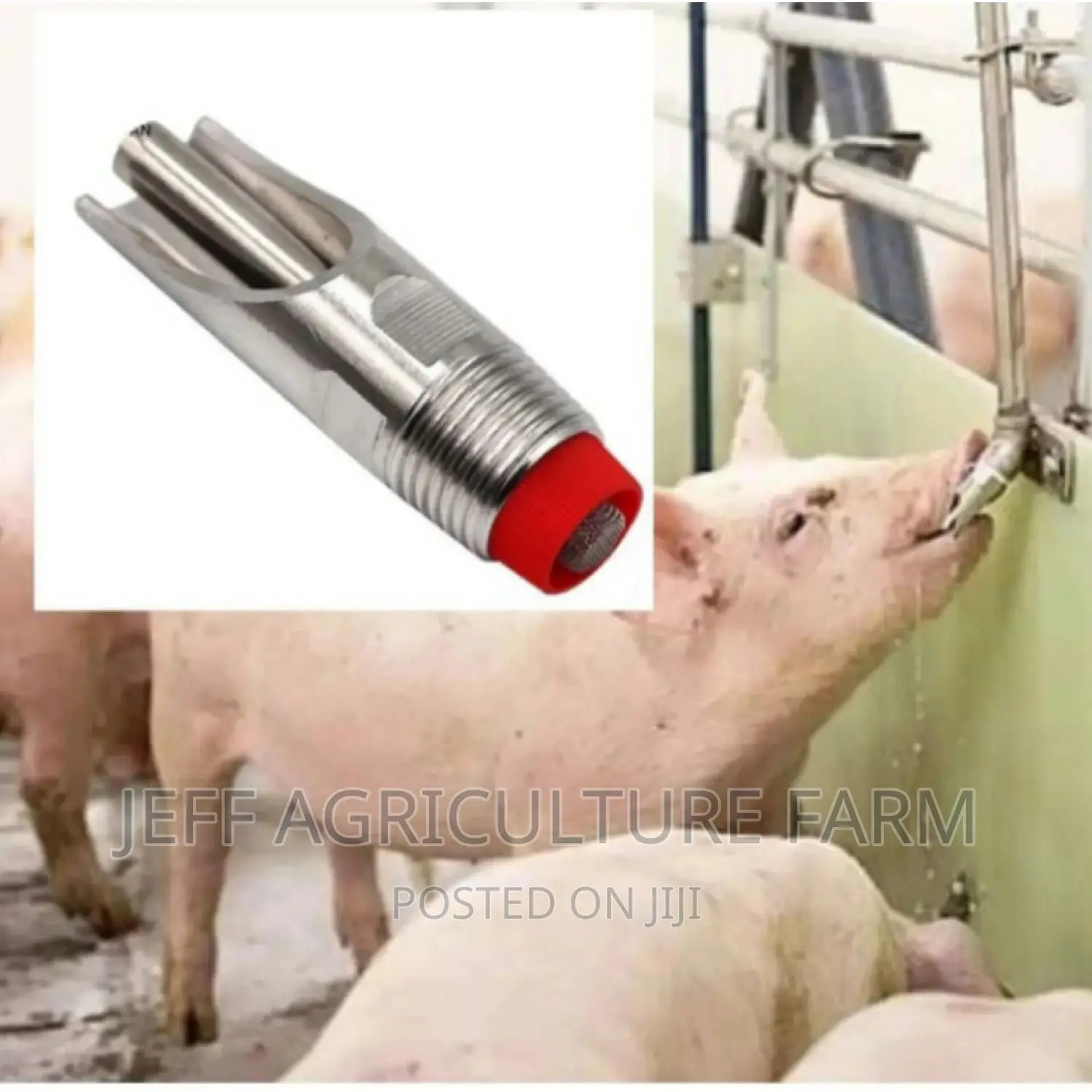 Pig Nipple Automatically