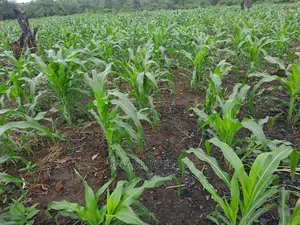 Shamba La Ekari 5 Linauzwa Kiwangwa Mwetemo