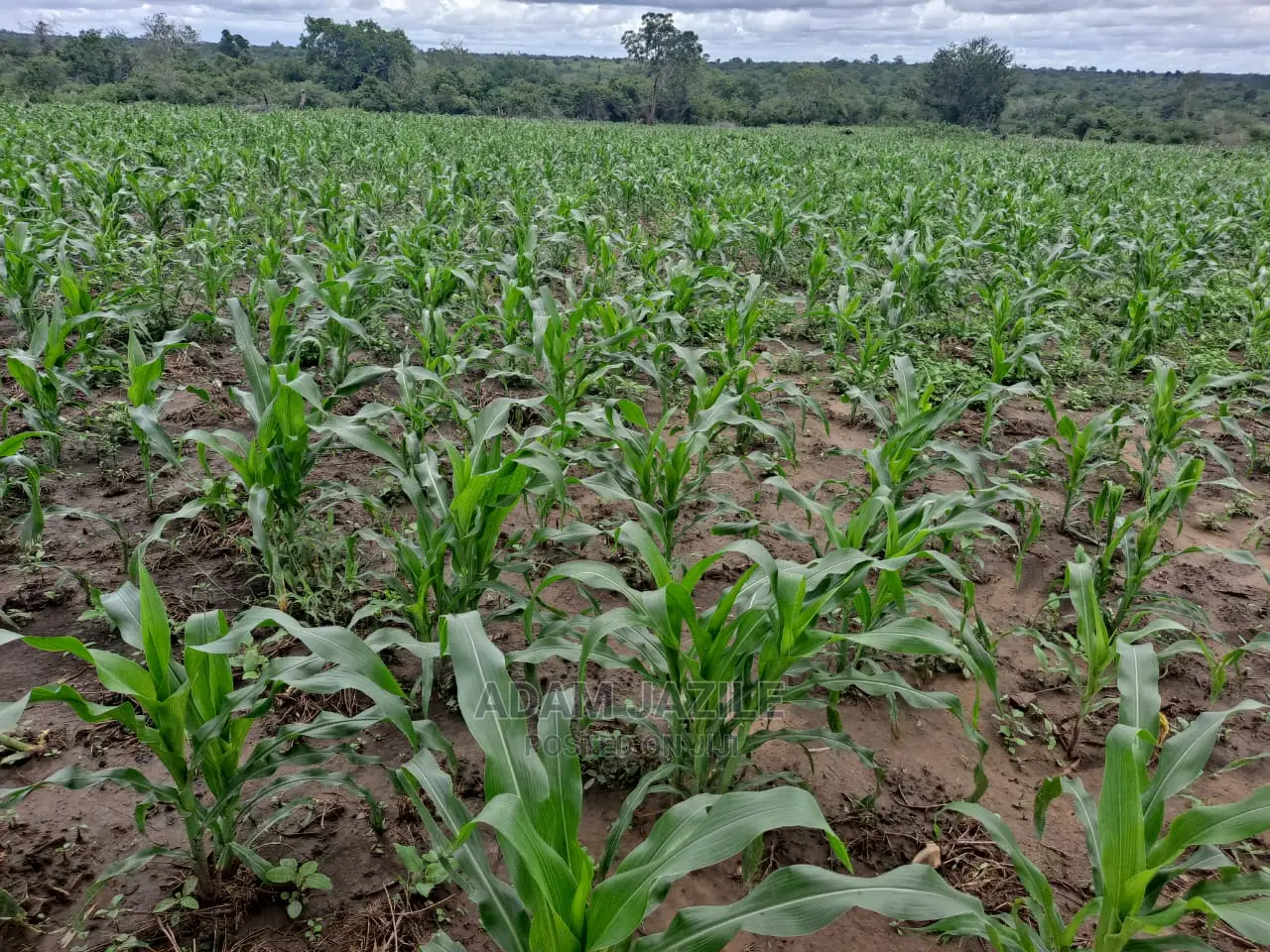 Shamba La Ekari 5 Linauzwa Kiwangwa Mwetemo