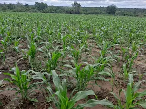 Shamba La Ekari 5 Linauzwa Kiwangwa Mwetemo