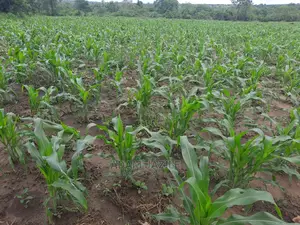 Shamba La Ekari 5 Linauzwa Kiwangwa Mwetemo