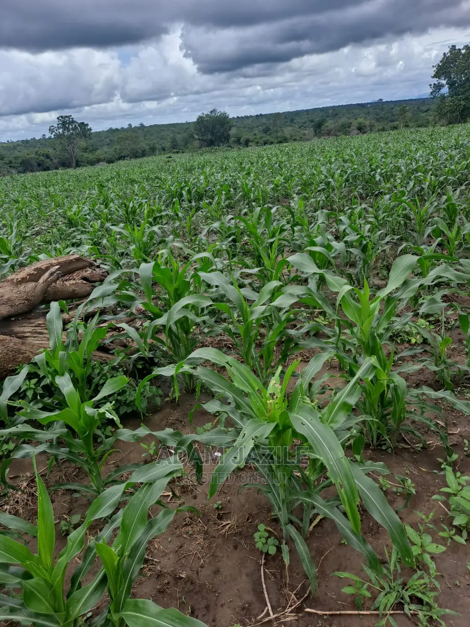 Shamba La Ekari 5 Linauzwa Kiwangwa Mwetemo