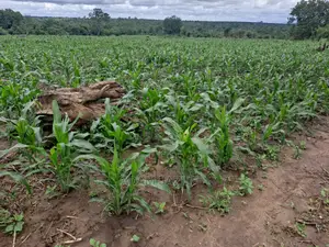 Shamba La Ekari 5 Linauzwa Kiwangwa Mwetemo