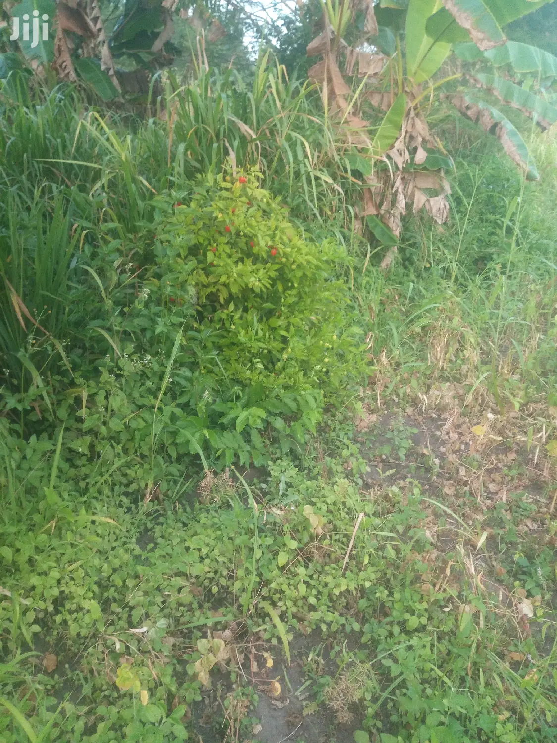 Shamba Linauzwa Pwani