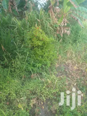 Shamba Linauzwa Pwani
