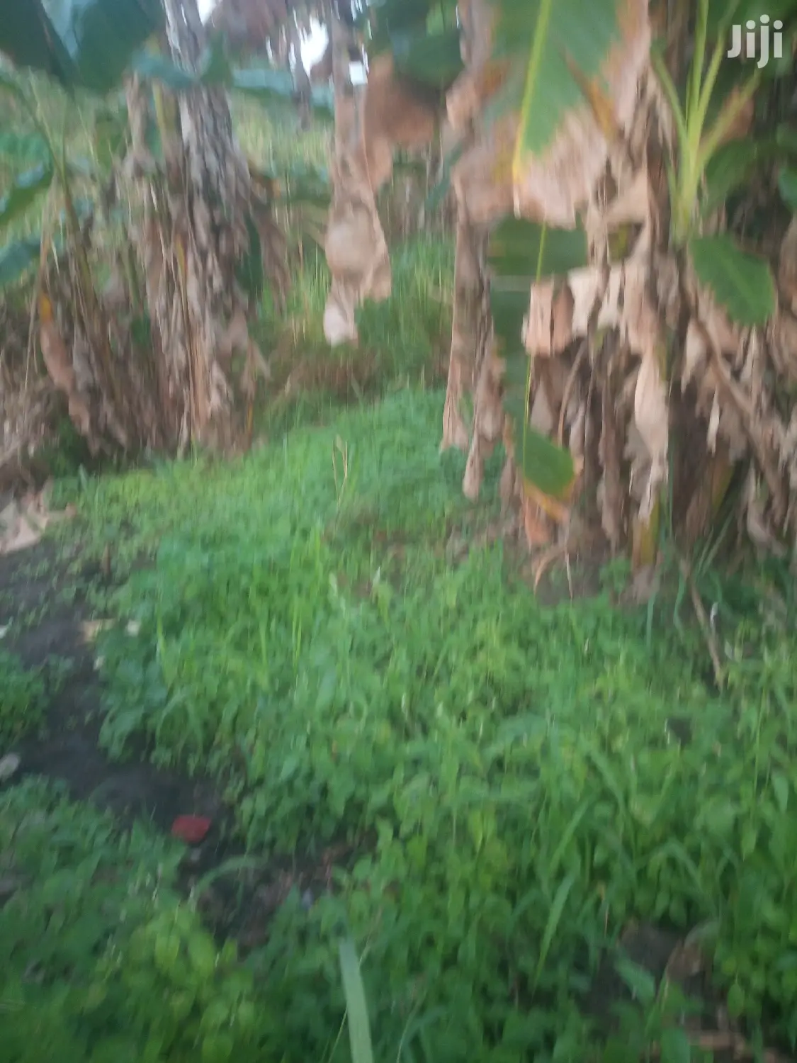 Shamba Linauzwa Pwani