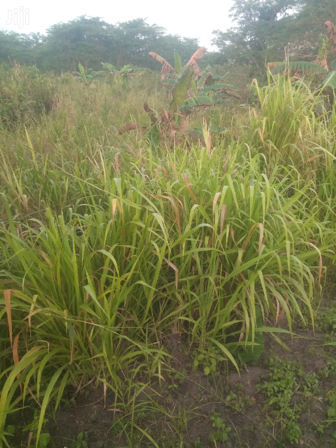 Shamba Linauzwa Pwani
