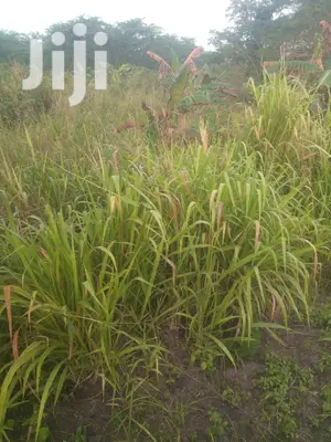 Shamba Linauzwa Pwani