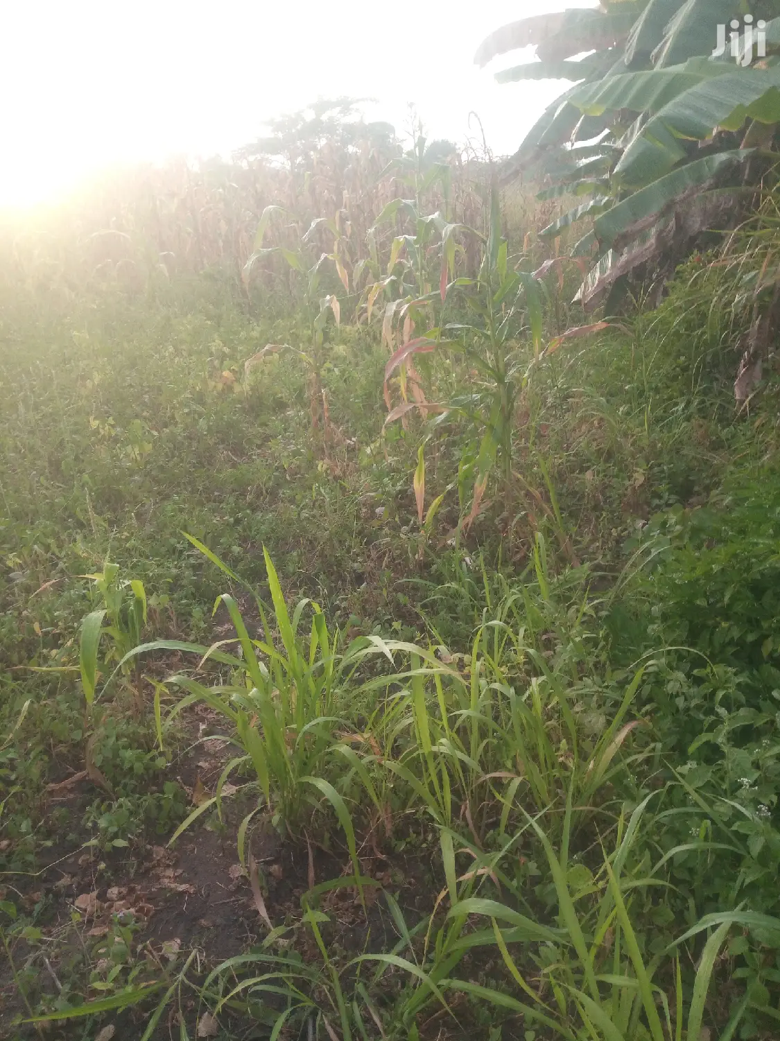 Shamba Linauzwa Pwani