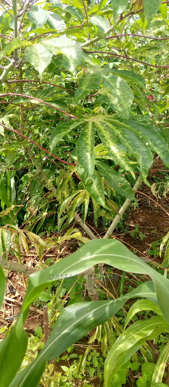 Mashamba Bora Kwa Kilimo Mbwewe Pwani