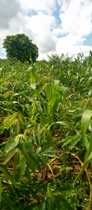Mashamba Bora Kwa Kilimo Mbwewe Pwani