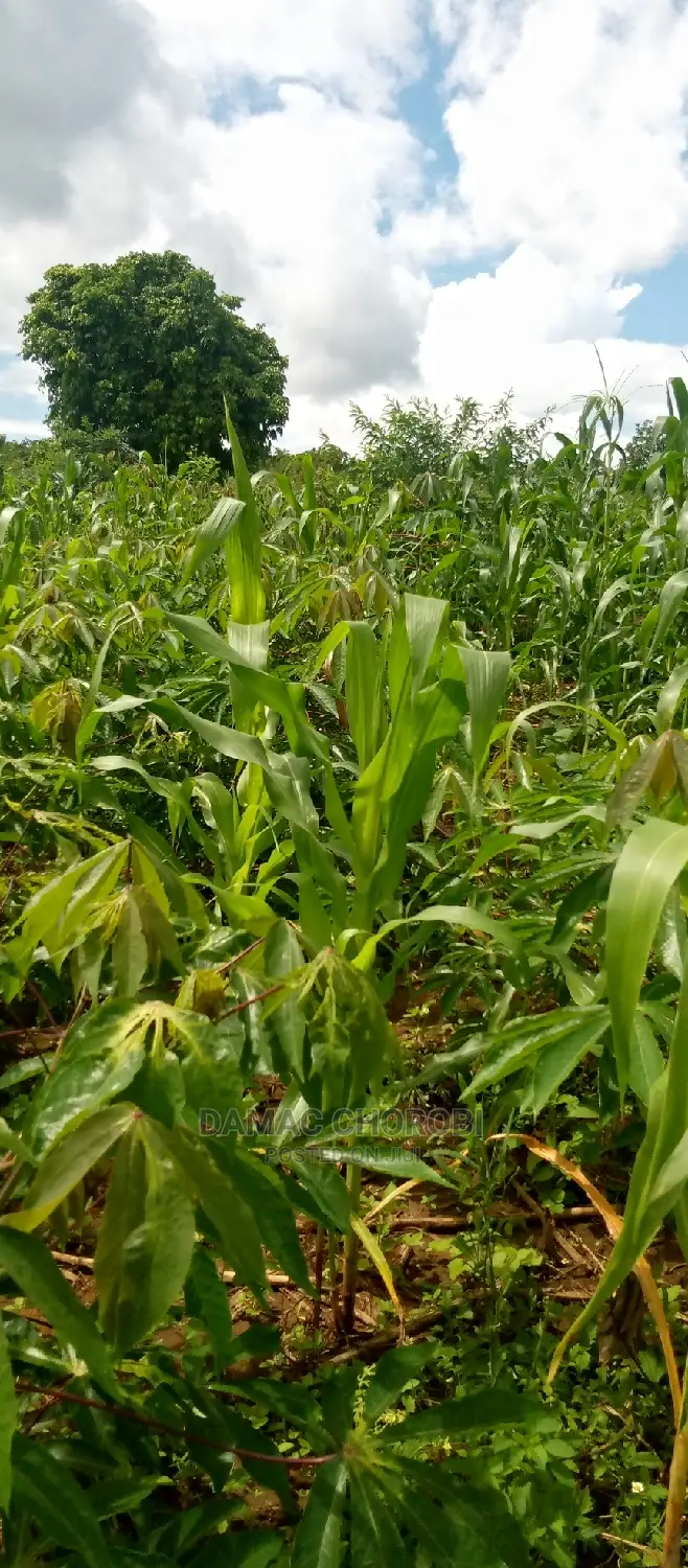 Mashamba Bora Kwa Kilimo Mbwewe Pwani