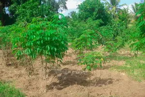 Shamba Lenye Hati La Ekari 6 Linauzwa Mkuranga