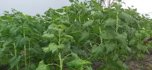 Shamba La Kulima Alizeti Linauzwa Kiwangwa