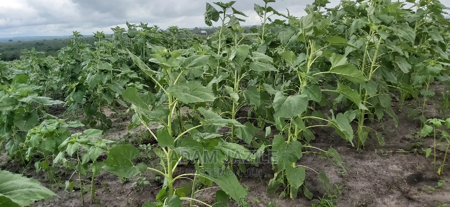 Shamba La Kulima Alizeti Linauzwa Kiwangwa