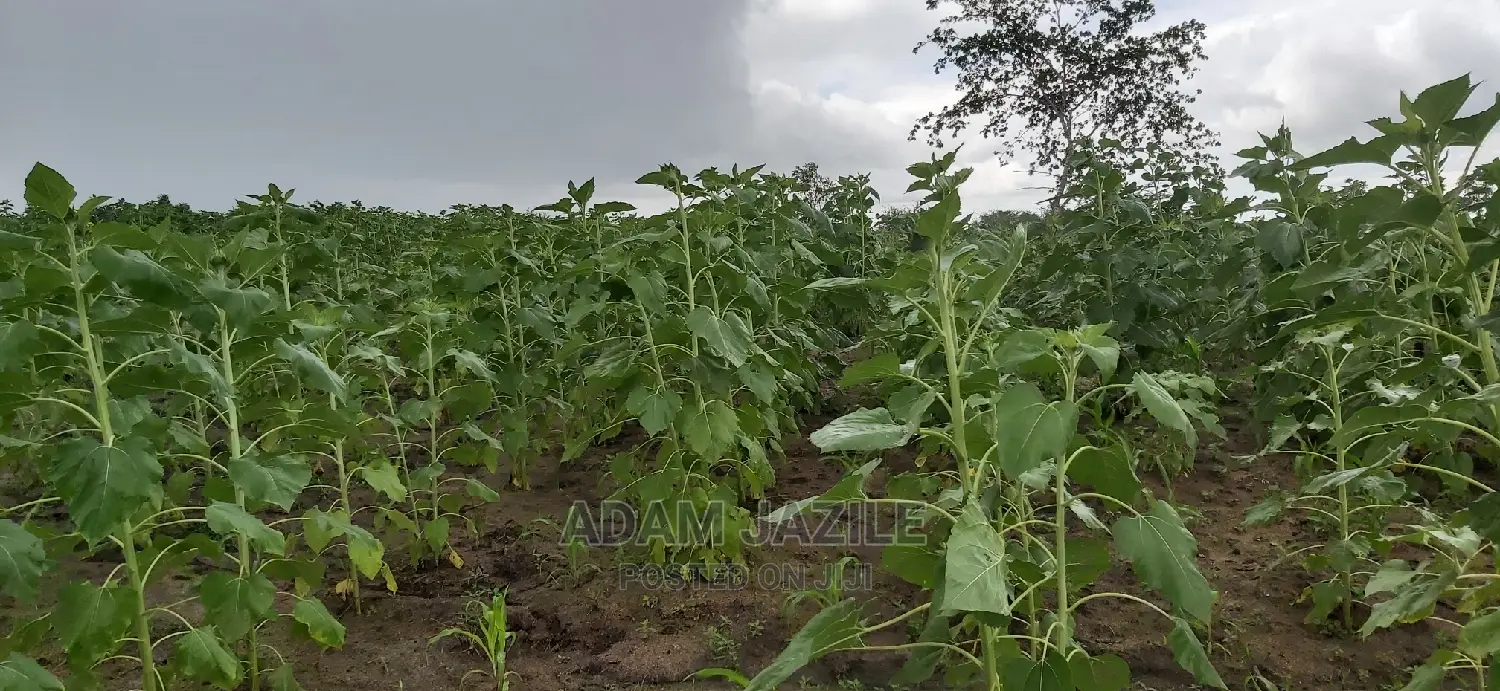 Shamba La Kulima Alizeti Linauzwa Kiwangwa