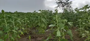 Shamba La Kulima Alizeti Linauzwa Kiwangwa