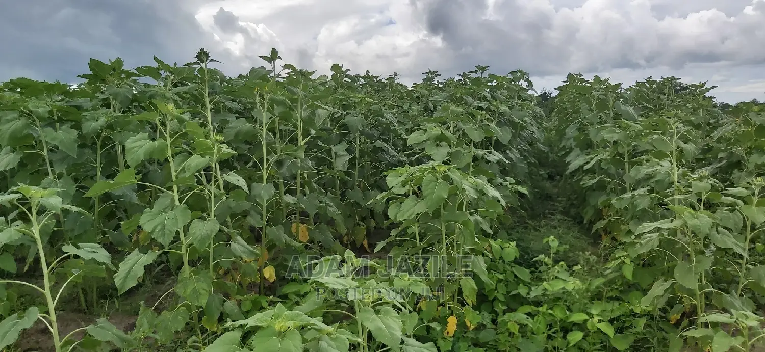 Shamba La Kulima Alizeti Linauzwa Kiwangwa
