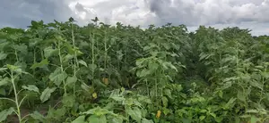 Shamba La Kulima Alizeti Linauzwa Kiwangwa